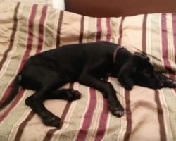 (Video) Dog Gets Woken Up at 3:30am – His Outrageous Reaction Has the Internet Doubling Over With Laughter