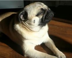 (Video) Do Our Pugs Have THESE Weird Habits? LOL!