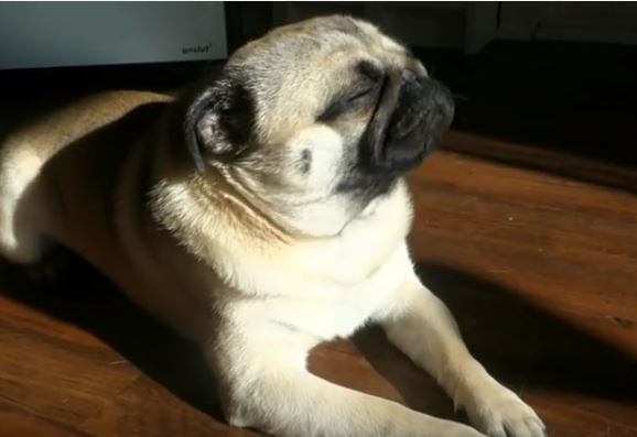 tanning pug