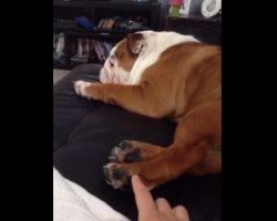 (Video) When Being Tickled, This Doggy Responds in a Hilarious Way…
