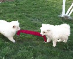 (Video) This is Quite Possibly the Most Adorable Game of Tug-of-War We’ve Ever Seen