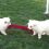 (Video) This is Quite Possibly the Most Adorable Game of Tug-of-War We’ve Ever Seen