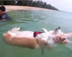 (Video) Cute Corgi Relaxes With a Float in the Ocean