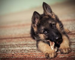 7 Dog Breeds That Are More Likely to be Stolen – Wow, This is Unbelievable!