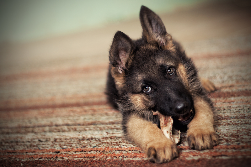 German Shepherd puppy