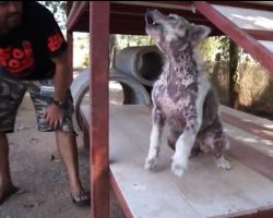 (Video) When Realizing He’s Going to be Adopted, Dog Performs Epic Happy Dance