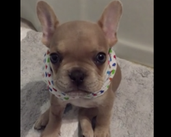 (Video) Cute and Tiny Frenchie Repeatedly Talks and What He Says Sounds a Lot Like…