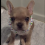(Video) Cute and Tiny Frenchie Repeatedly Talks and What He Says Sounds a Lot Like…