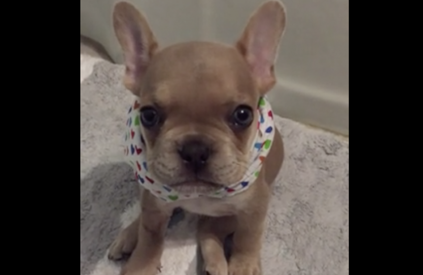 tiny Frenchie puppy