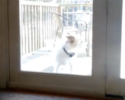 (Video) Dog Does the Best Thing EVER When She Wants to be Let Back Inside the House
