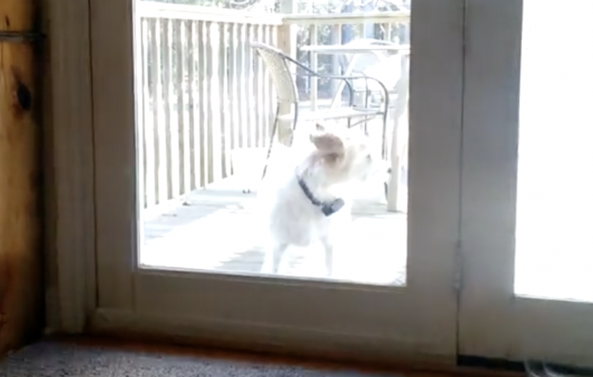 dog lets herself in