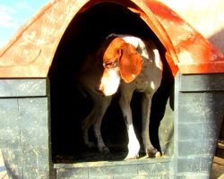 (Video) This Neglected Dog Used to be Tied to a Tree, But Look at Him Now