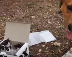 (Video) Dog Finds Box on the Side of the Road, Shortly After Becomes Foster Dad