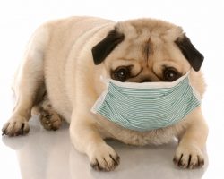 Extremely Contagious Dog Flu Outbreak Spreads to Several Dogs in Florida