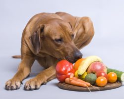 The 8 Best Foods to Share With Fido