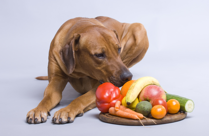 dog near fruit