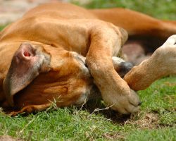 Let’s Uncover Whether a Dog Can Feel Embarrassed