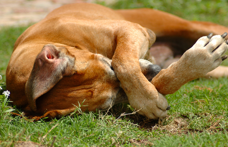 embarrassed dog