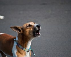 Why Dogs Howl at Sirens is Intriguing and Surprising at the Same Time