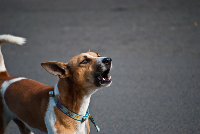 dog howling