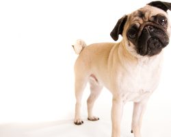 Everything There is to Know About a Dog’s Anal Glands