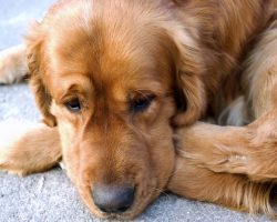 Important Things to Keep in Mind When Taking Care of an Anxious, Fearful Dog