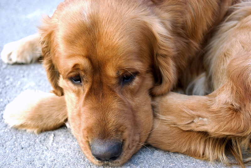 golden resting