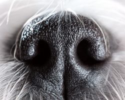 Why a Dog’s Nose is Wet and Cold