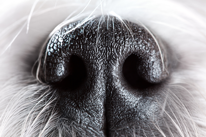 dog nose