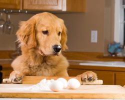 What a Person Needs to Know Before Making Their Own Dog Treats