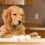 What a Person Needs to Know Before Making Their Own Dog Treats