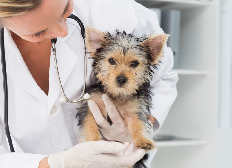 yorkie at the vet's office