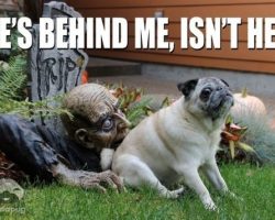 10 Doggy Memes That Are Sooo Funny. It’s Impossible Not to Bust Out Laughing!