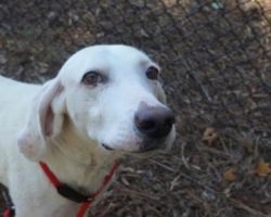 Dog Kept Escaping and Returned to the Shelter 11 Times. Finally They Realized He Was Trying To Tell Them Something.