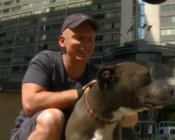 Cop Does the Most Tender-Hearted Thing for a Pit Bull Who Was Badly Hurt by Owner