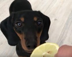 (Video) Doxie Catches a Whiff of Lemon, Then Proceeds to Flip Out Over the Yellow Fruit