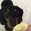 (Video) Doxie Catches a Whiff of Lemon, Then Proceeds to Flip Out Over the Yellow Fruit