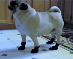 (Video) Watch How This Cute Pug Responds to His Boots – Too Funny!
