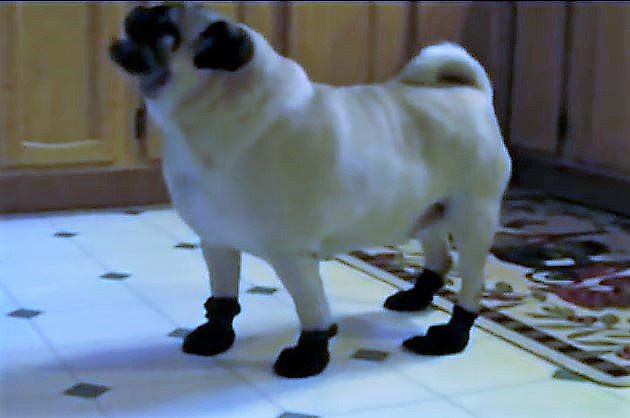 ozzie pug and shoes