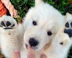 6 Doggies That Look Like Cuddly Teddy Bears