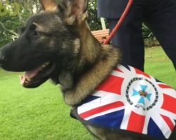 (Video) Sweet Doggy Couldn’t Become a Police Dog But Finds a Pretty Cool Job Instead