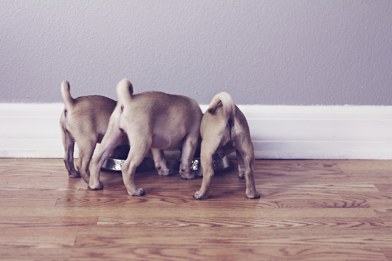 pug butts