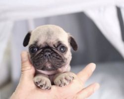 These Adorable (and Tiny) Puppies Come With a Hefty Pricetag