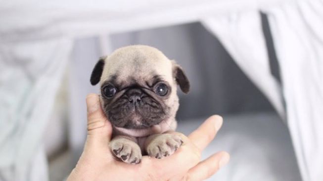 teacup pug