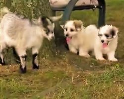 (Video) When a Goat Stares Down a Puppy, I Never Expected the Puppy to Respond Like This