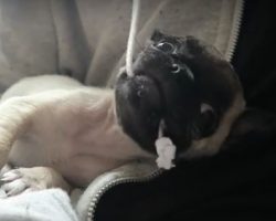 (Video) Warning: This Pug Puppy Video is WAY too Cute to Handle. Proceed With Caution: