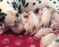 (Video) Vet Says Dalmatian Mom to be Will Have 3 Puppies, But Boy Was He Wrong