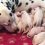 (Video) Vet Says Dalmatian Mom to be Will Have 3 Puppies, But Boy Was He Wrong
