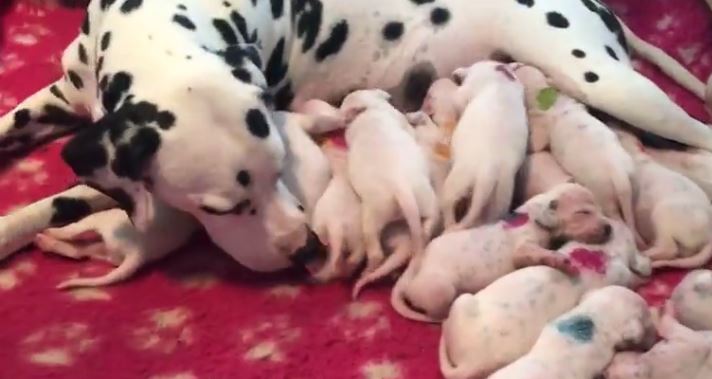 Dalmation And Pups