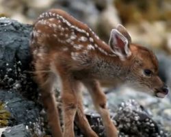 (Video) Man Notices Newborn Fawn on Beach, Then Captures a Precious Moment as She Learns to Walk to Her Mom